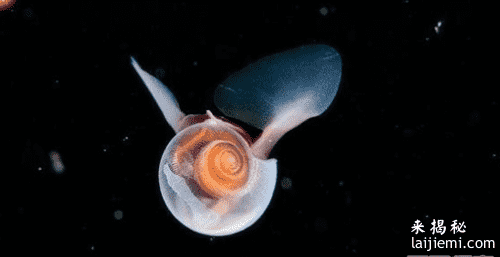 盘点海洋生物中15种最奇特的生物：你知道几个？514 / 作者:UFO来啦 / 帖子ID:65163