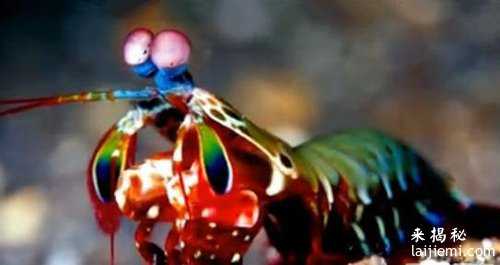 盘点地球上那些不为人知的十大神秘生物：竟然还有这种生物！294 / 作者:UFO来啦 / 帖子ID:65145