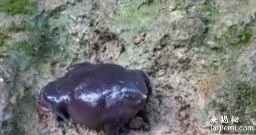 盘点地球上那些不为人知的十大神秘生物：竟然还有这种生物！988 / 作者:UFO来啦 / 帖子ID:65145