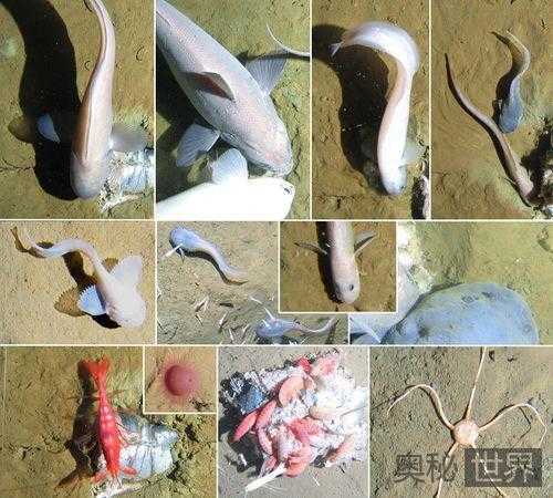 秘鲁海沟发现新物种：新狮子鱼，深海鳕鳗268 / 作者:UFO来啦 / 帖子ID:65377