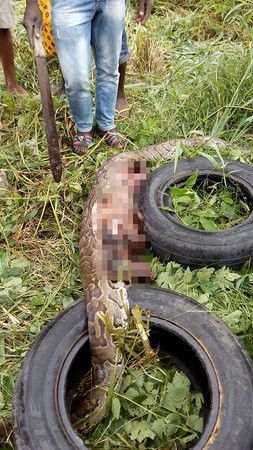 倒霉的蟒蛇！整吞狗狗却被栏杆卡死13 / 作者:UFO来啦 / 帖子ID:66398