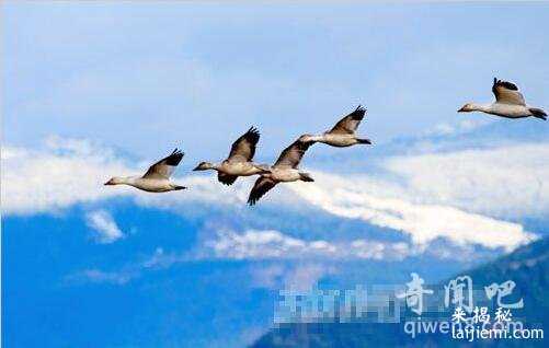 梦究竟是什么？盘点10个仍未解开的谜团128 / 作者:UFO来啦 / 帖子ID:64439