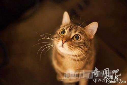 梦究竟是什么？盘点10个仍未解开的谜团484 / 作者:UFO来啦 / 帖子ID:64439