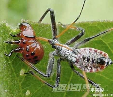 揭秘九种最神奇的动物防御技能(图)175 / 作者:UFO来啦 / 帖子ID:63948