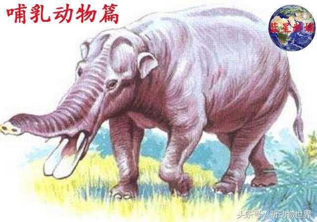 大象的进化过程，关于大象的知识都在这了！765 / 作者:UFO来啦 / 帖子ID:63371