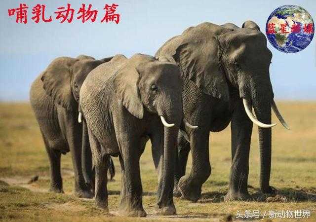 大象的进化过程，关于大象的知识都在这了！755 / 作者:UFO来啦 / 帖子ID:63371
