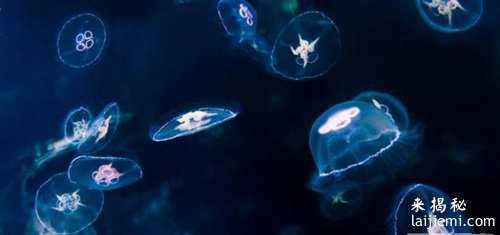 盘点那些难得一见的奇异生物：小编一个都没见过！544 / 作者:UFO来啦 / 帖子ID:65197