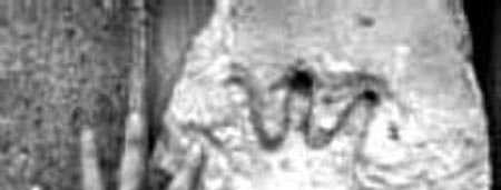 外星人存在铁证：宇宙藏巨型生物60 / 作者:UFO外星人爱好者 / 帖子ID:57535