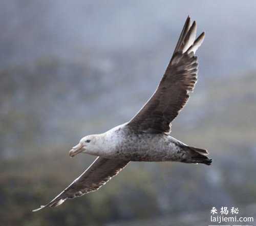 这十种被质疑的生物真真实实的存在！604 / 作者:UFO来啦 / 帖子ID:65894