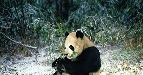 原来大熊猫也是吃肉的主：小编算是长见识了！126 / 作者:UFO外星人爱好者 / 帖子ID:60628