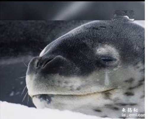 盘点那些看似可爱但也能致命的动物21 / 作者:UFO来啦 / 帖子ID:65198