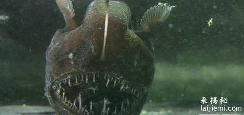 盘点自然界那些长相比恐怖片还吓人的生物！418 / 作者:UFO来啦 / 帖子ID:65182