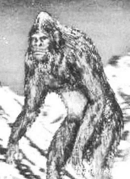 日本探险队拍雪人脚印,疑为UFO留下499 / 作者:UFO外星人爱好者 / 帖子ID:60397 日本探险队拍雪人脚印,疑为UFO留下499 / 作者:UFO外星人爱好者 / 帖子ID:60397