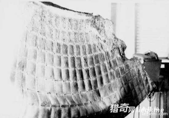 UFO坠毁俄罗斯 成千上万人亲眼目睹97 / 作者:UFO外星人爱好者 / 帖子ID:57227