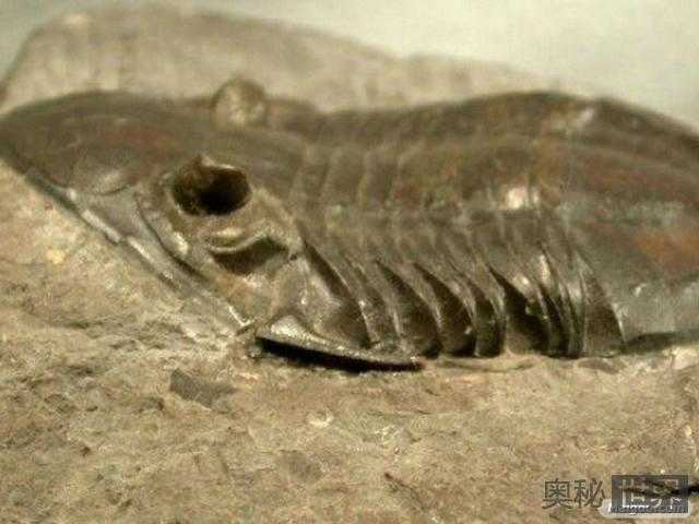 鲜为人知的十大远古超级生物103 / 作者:UFO来啦 / 帖子ID:66228