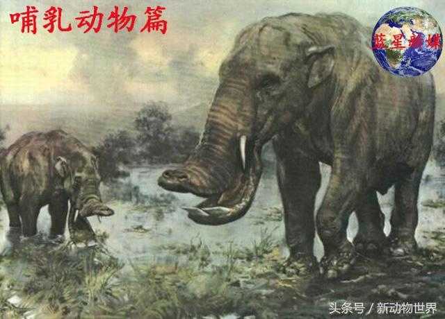 大象的进化过程，关于大象的知识都在这了！323 / 作者:UFO来啦 / 帖子ID:63371