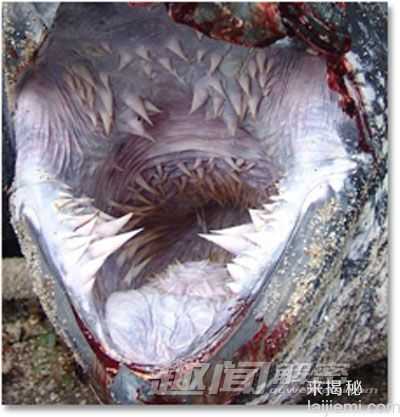 恐怖“大嘴”动物：盲鳗嘴如女性生殖器564 / 作者:UFO来啦 / 帖子ID:63784