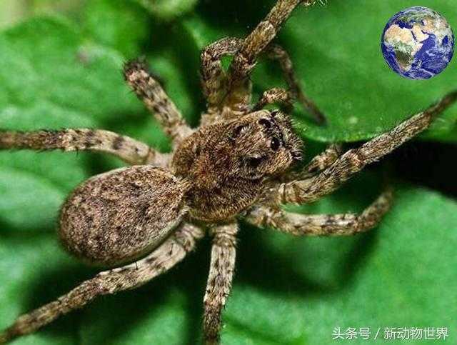 巴西漫游蜘蛛：世界上最毒的蜘蛛，在所有蜘蛛中毒性排行第二，人称万蛛之王！110 / 作者:UFO外星人爱好者 / 帖子ID:60331
