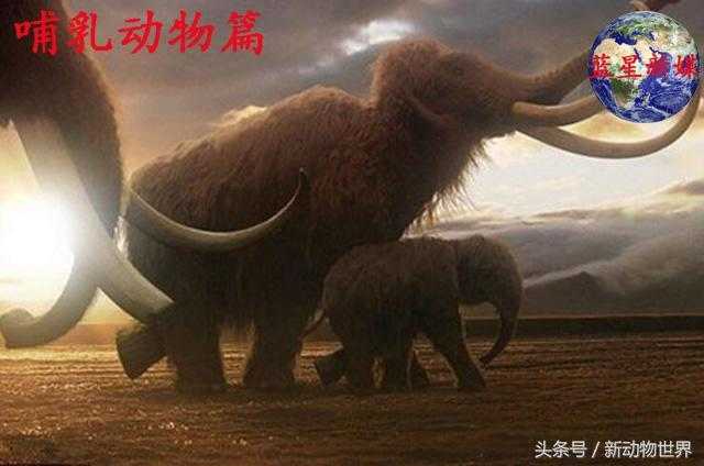 大象的进化过程，关于大象的知识都在这了！55 / 作者:UFO来啦 / 帖子ID:63371