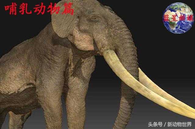 大象的进化过程，关于大象的知识都在这了！751 / 作者:UFO来啦 / 帖子ID:63371