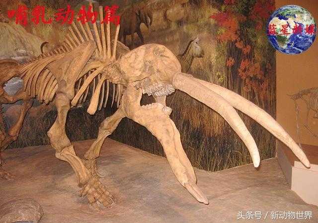 大象的进化过程，关于大象的知识都在这了！471 / 作者:UFO来啦 / 帖子ID:63371