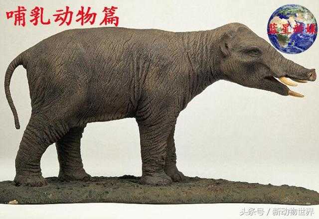 大象的进化过程，关于大象的知识都在这了！151 / 作者:UFO来啦 / 帖子ID:63371