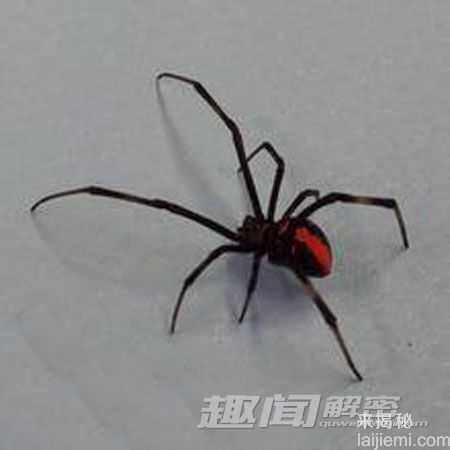 盘点自然界五种自相残杀的动物564 / 作者:UFO来啦 / 帖子ID:65173