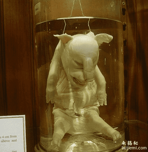 民间流传的18种可怕的生物：竟然有这种生物！847 / 作者:UFO来啦 / 帖子ID:64571