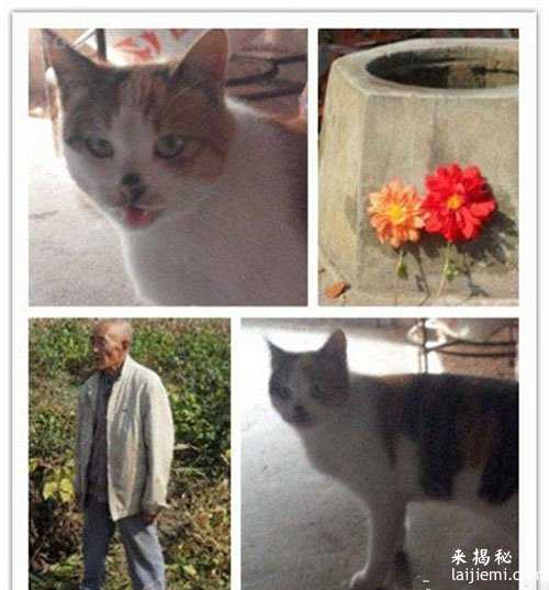 北美数百万海星集体自戕 揭全球动物集体死亡事件647 / 作者:UFO来啦 / 帖子ID:62417 北美数百万海星集体自戕 揭全球动物集体死亡事件647 / 作者:UFO来啦 / 帖子ID:62417