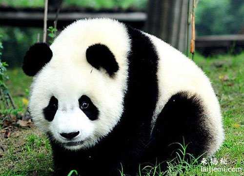 男子非法捕猎领角鸮判刑7年 中国濒危野生动物有哪些431 / 作者:UFO来啦 / 帖子ID:64984