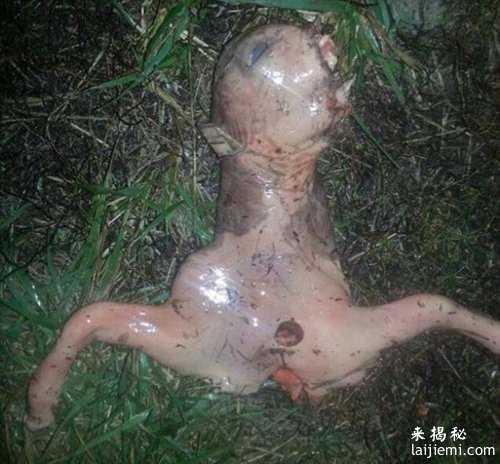 英国女子家后院现粉色“怪物” 似外星生物328 / 作者:UFO外星人爱好者 / 帖子ID:57786