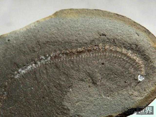 鲜为人知的十大远古超级生物11 / 作者:UFO来啦 / 帖子ID:66228