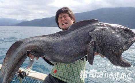 渔民捕获巨型狼鱼：血盆大口似海怪896 / 作者:UFO外星人爱好者 / 帖子ID:57836
