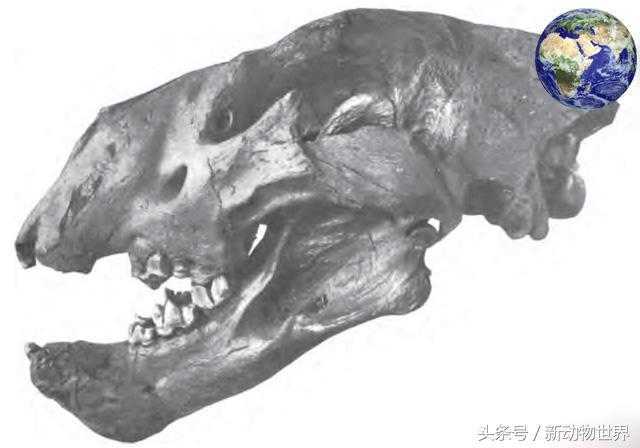 残暴狮：史上最大的狮子，体重400公斤207 / 作者:UFO来啦 / 帖子ID:64530