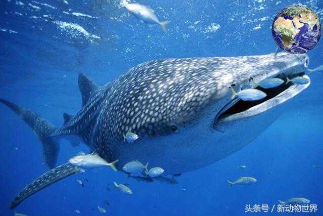 世界上最大的鱼是什么鱼？鲸鲨！364 / 作者:UFO外星人爱好者 / 帖子ID:60082