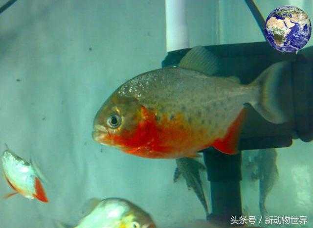 最凶残的食人鱼：红腹水虎鱼(红腹食人鲳)861 / 作者:UFO爱好者 / 帖子ID:66616