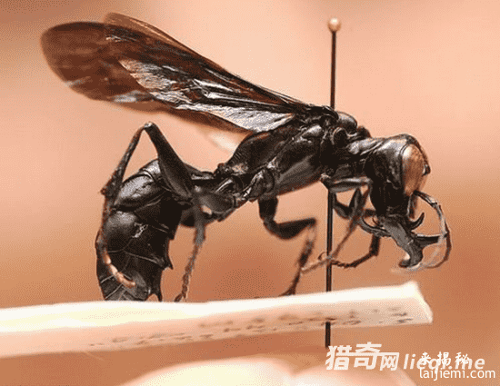 全球千年道行妖精惊呆央视114 / 作者:UFO来啦 / 帖子ID:62213
