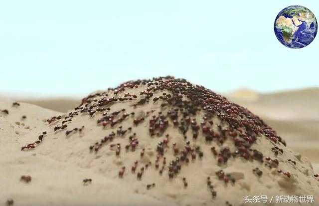 被食人蚁和被食人鱼包围，哪种情况更可怕？432 / 作者:UFO外星人爱好者 / 帖子ID:60338
