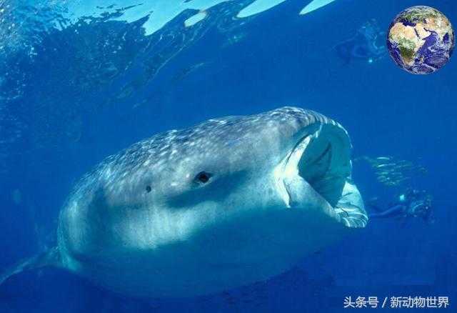 世界上最大的鱼是什么鱼？鲸鲨！472 / 作者:UFO外星人爱好者 / 帖子ID:60082