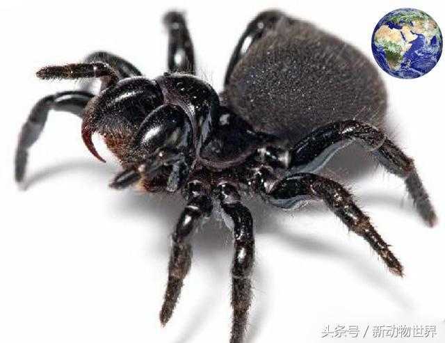 世界毒物的圣地，全世界最毒的十大生物有七种都出自这里！943 / 作者:UFO来啦 / 帖子ID:61669