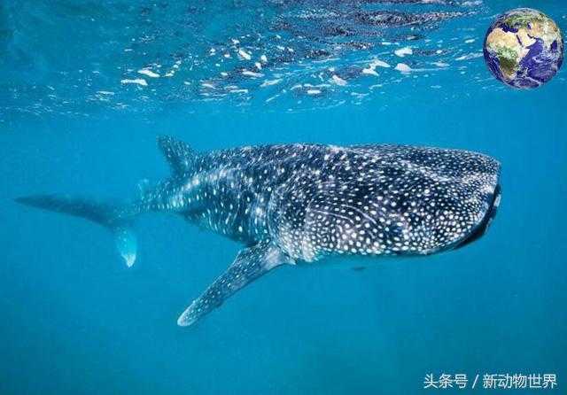 世界上最大的鱼是什么鱼？鲸鲨！302 / 作者:UFO外星人爱好者 / 帖子ID:60082
