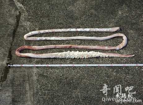 大王乌贼vs抹香鲸 谁才是真正的海中霸主？842 / 作者:UFO外星人爱好者 / 帖子ID:60666