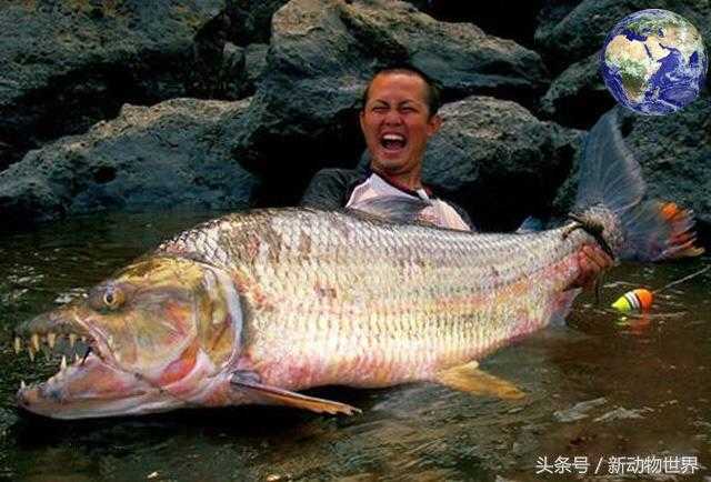 黄金猛鱼：可以撕碎鳄鱼，比食人鱼更凶残！419 / 作者:UFO来啦 / 帖子ID:66255