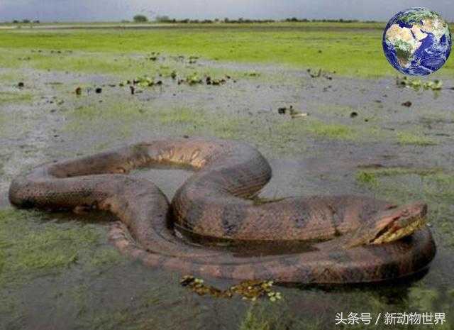 亚马逊森蚺vs凯门鳄，谁才是美洲之王？728 / 作者:UFO来啦 / 帖子ID:62043