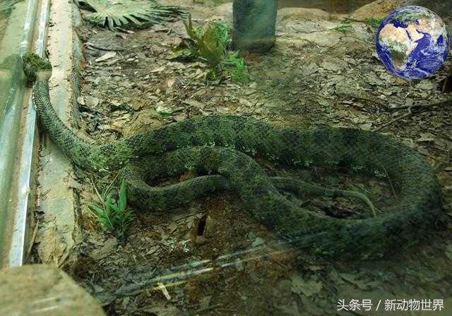 地球最强的动物有哪些？竟然在中国728 / 作者:UFO来啦 / 帖子ID:63246