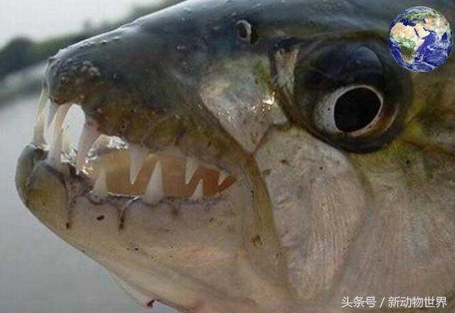 黄金猛鱼：可以撕碎鳄鱼，比食人鱼更凶残！624 / 作者:UFO来啦 / 帖子ID:66255