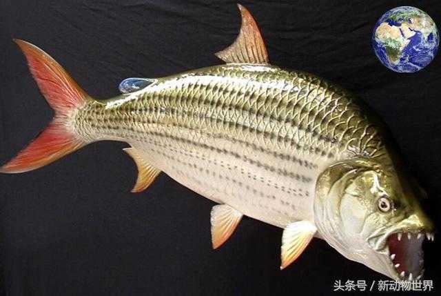 黄金猛鱼：可以撕碎鳄鱼，比食人鱼更凶残！441 / 作者:UFO来啦 / 帖子ID:66255