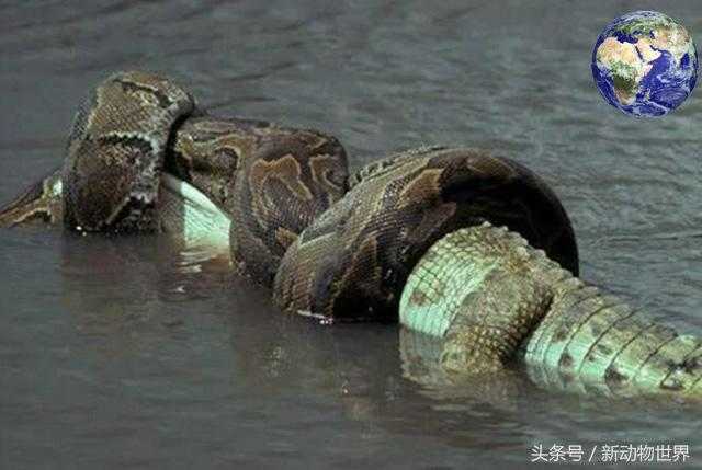 亚马逊森蚺vs凯门鳄，谁才是美洲之王？353 / 作者:UFO来啦 / 帖子ID:62043