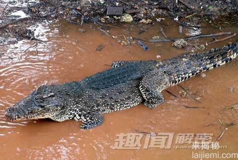 盘点：地球上频临灭绝的12种奇珍动物321 / 作者:UFO来啦 / 帖子ID:65232