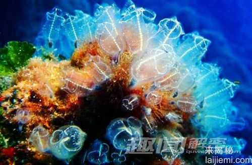 盘点深藏海底的十大最美珊瑚296 / 作者:UFO外星人爱好者 / 帖子ID:59922